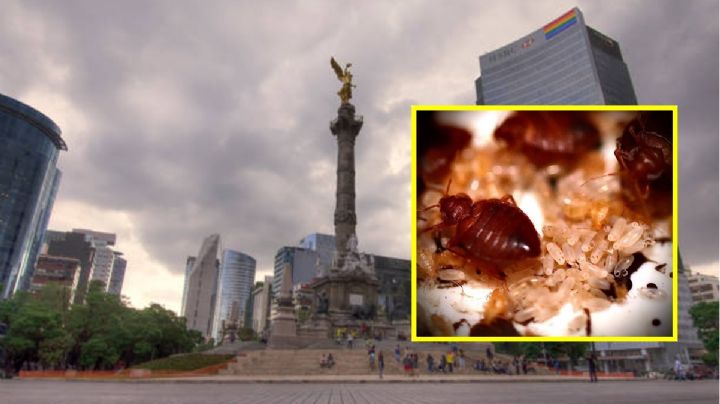 SEDESA niega plaga de chinches en la CDMX... pero da recomendaciones