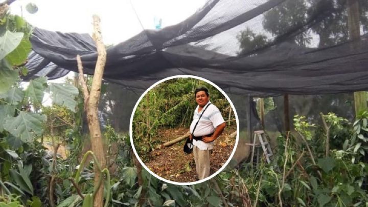 Estamos desprotegidos: Productores de vainilla en Veracruz acechados por robos