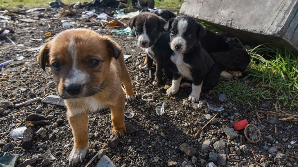 En Edomex inician campaña para sacar a perros y gatos de las calles