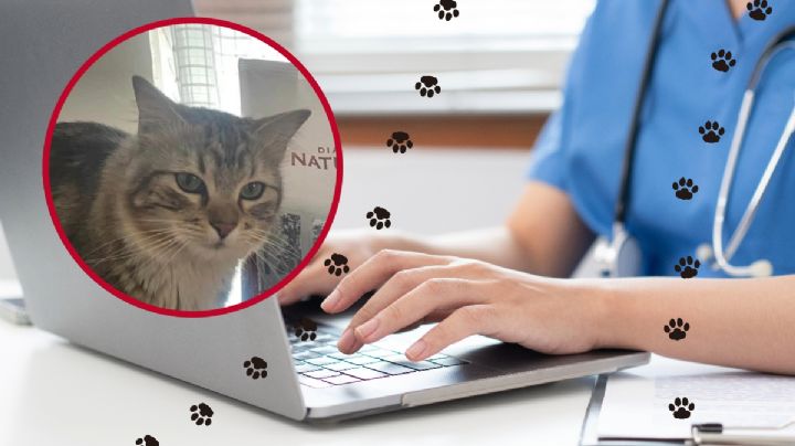 Viral: Gatito busca donador de sangre para salvar su vida