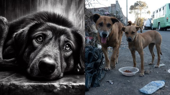 Las MULTAS por abandonar perros; podrías pagar hasta 30,000 pesos