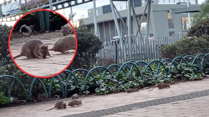 En Colombia no hay chinches, ¡hay ratas!