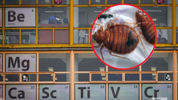 Plaga de Chinches CDMX: ¿Cuáles son las facultades que SUSPENDEN clases hasta nuevo aviso?