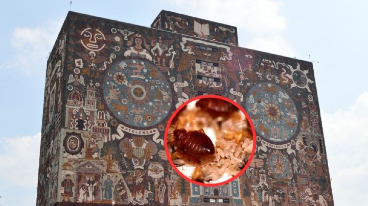 UNAM confirma hallazgo de sólo una chinche de cama