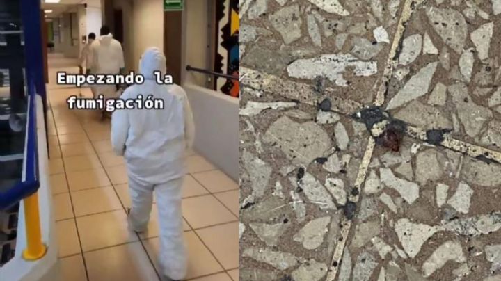 "Es extraño, yo no vi chinches": en FES Aragón prefieren clases en línea