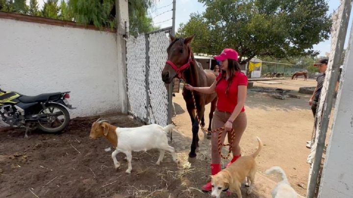 Rescatan a “Fiona”, yegua “carretonera” maltratada en el municipio de La Paz