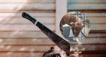 Crueldad animal: hombre ataca con machete a perrito en colonia de Veracruz