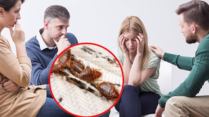 Chinches CDMX: ¿Plaga o psicosis colectiva?