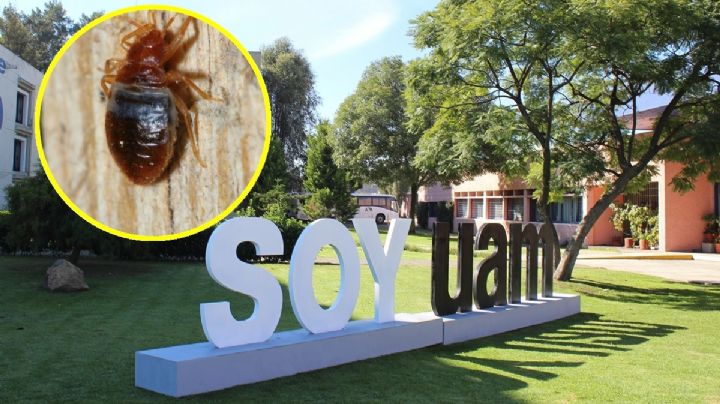 Ahora la UAM; ¿También cierra por chinches?