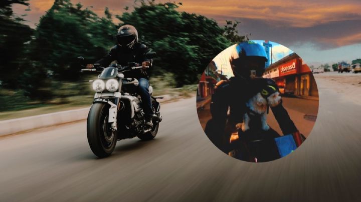 Así es el día a día de Preciosa, perrita biker con más de 70 mil seguidores en redes