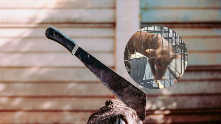 Crueldad animal: hombre ataca con machete a perrito en colonia de Veracruz