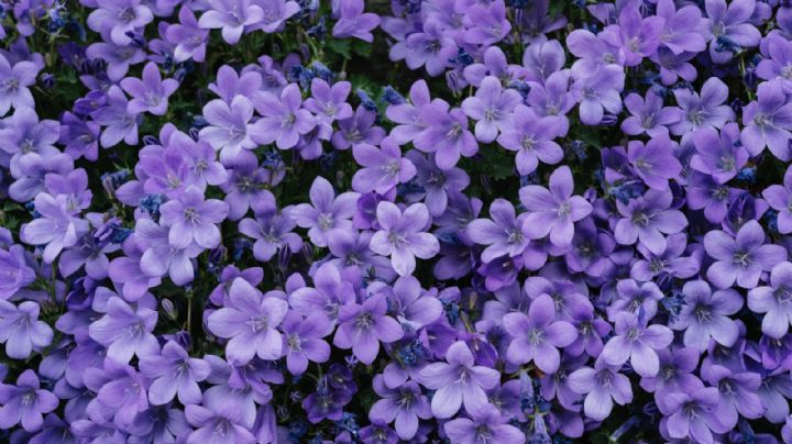 ¿Cuáles son las flores moradas que puedes regalar este 9 de octubre?