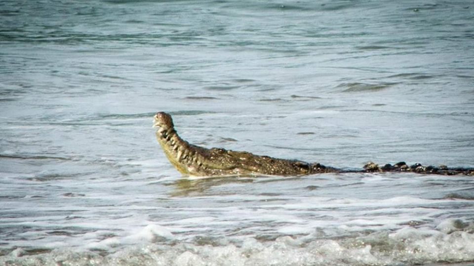 El animal fue visto por pescadores el sábado en la franja de arena, pero luego entró al mar