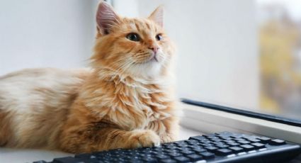 ¿Hackers? No, un gato deja 4 hrs sin red a un hospital en Kansas