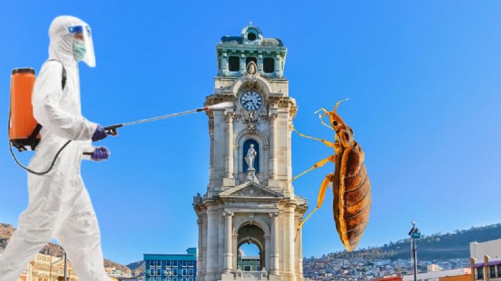 Plaga de chinches: ¿hay casos en Hidalgo? Esto sabemos