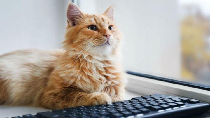 ¿Hackers? No, un gato deja 4 hrs sin red a un hospital en Kansas
