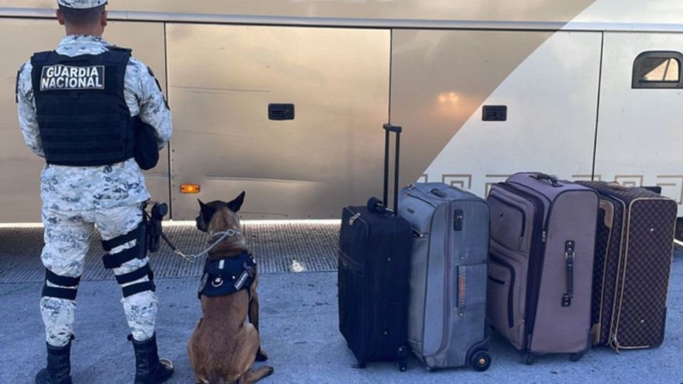 Binomio canino localizó 4 maletas con mariguana en su interior