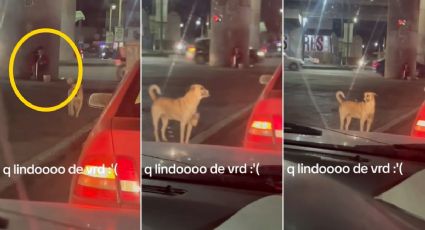 VIDEO | Perrito pide calaverita en semáforo; su dueña tiene discapacidad