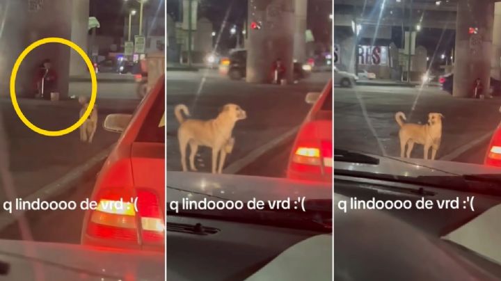 VIDEO | Perrito pide calaverita en semáforo; su dueña tiene discapacidad