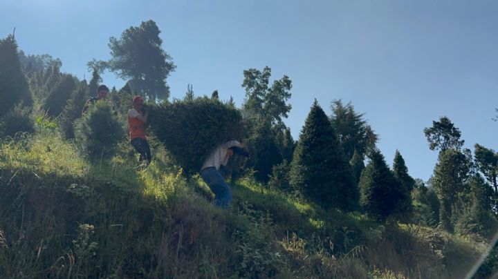 Xonacatlán: El mejor lugar para adquirir tu árbol de navidad