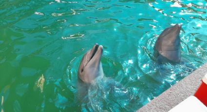 Brisa y Chiquillo, los delfines que sobrevivieron a la destrucción de Otis en Acapulco