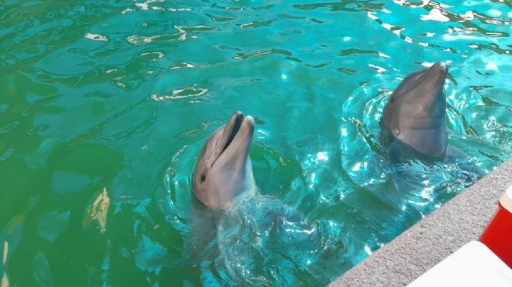 Brisa y Chiquillo, los delfines que sobrevivieron a la destrucción de Otis en Acapulco
