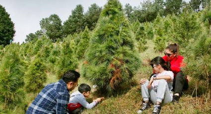 En este lugar cerca de Xalapa puedes ir a cortar tu arbolito de Navidad