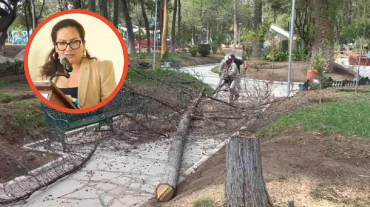 Es inminente la tala de 31 árboles de dos parques de Pachuca, esta es la razón