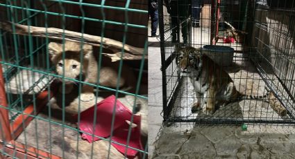 FOTOS| Iban tras líder criminal y encontraron un león, tigre y pantera en Michoacán