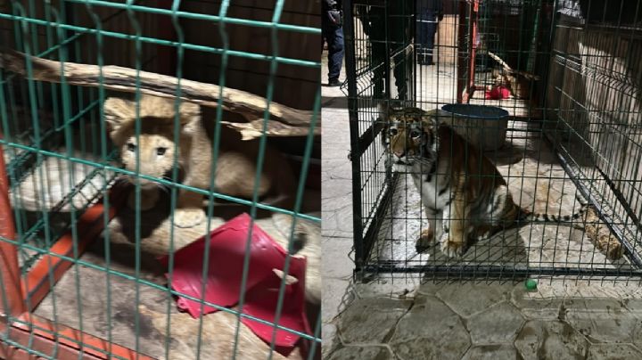 FOTOS| Iban tras líder criminal y encontraron un león, tigre y pantera en Michoacán