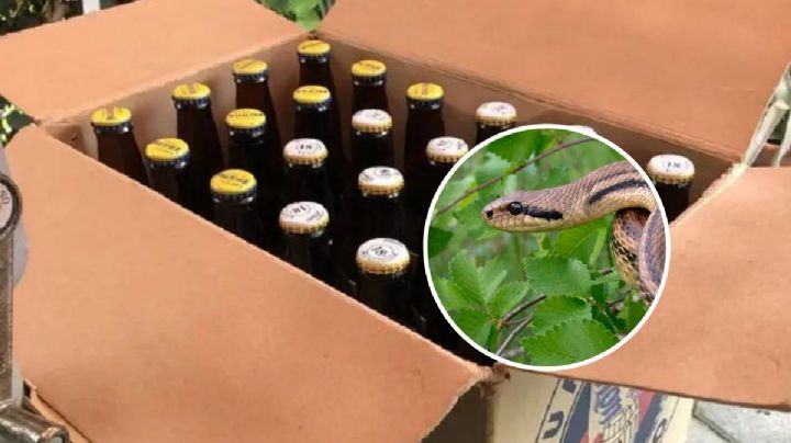 VIDEO: Boa en cartón de cervezas sorprende a jóvenes en Cotaxtla, Veracruz