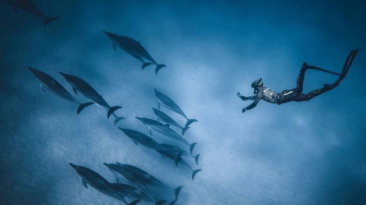 VIDEO: Así se ve un terremoto bajo el agua, buzos grabaron el momento