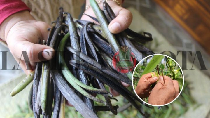 Alivio a productores: aumenta precio de la vainilla en Papantla, Veracruz