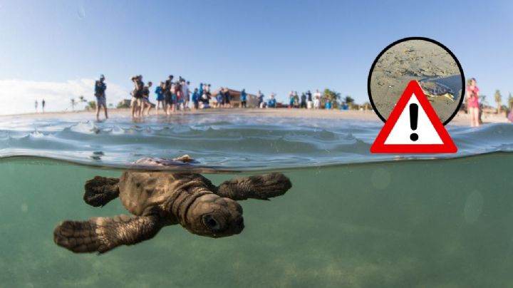 En Coatzacoalcos, muere tortuga verde atrapada en red de pescadores