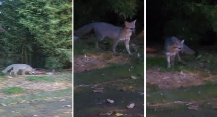 Captan en zona residencial de Xalapa, a zorra gris, ¿qué hacer en estos casos?