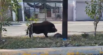 VIDEO - ¡Pumba en Celaya!: Dueño saca a pasear a su mascota jabalí