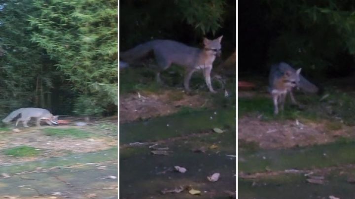 Captan en zona residencial de Xalapa, a zorra gris, ¿qué hacer en estos casos?