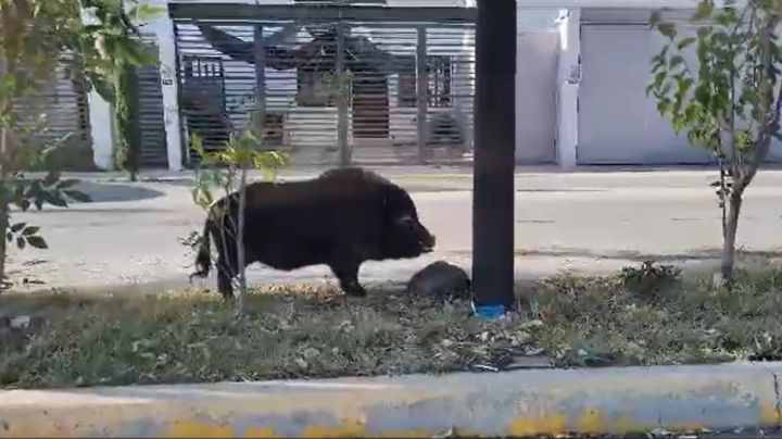 VIDEO - ¡Pumba en Celaya!: Dueño saca a pasear a su mascota jabalí