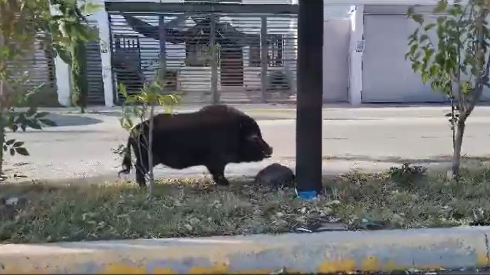 El animal paseaba de forma pacífica por el vecindario.