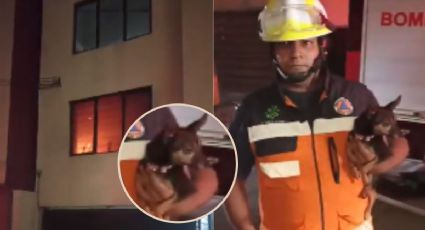 ¡Héroes! Bomberos rescatan a dos perritos de un incendio en la Portales