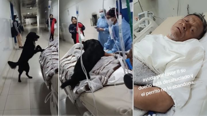 VIDEO | “Que se lo lleve alguien que lo estime”: desahuciado ruega por "Firulais"