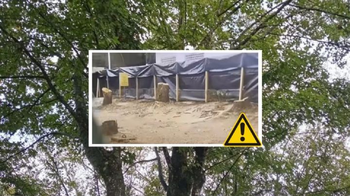 Tala de árboles en CECAN de Xalapa es ilegal, confirma Ricardo Ahued