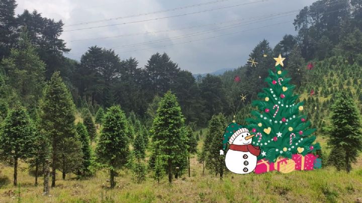Esto cuesta cortar un arbolito de navidad cerca de Xalapa