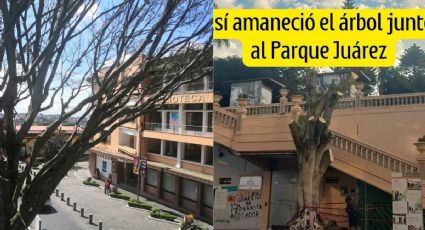 ¿Por qué cortaron el árbol junto al parque Juárez de Xalapa? Esto se sabe