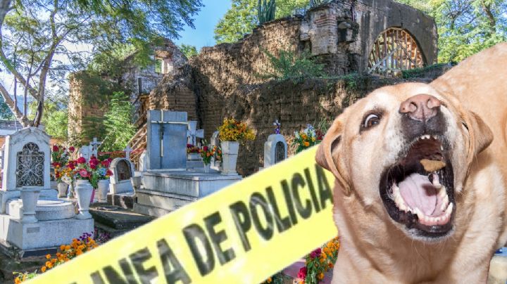Hallan cadáver de recién nacido devorado por perros en el panteón de Tula