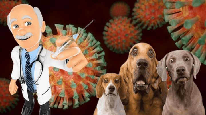 Pandemia canina: Esta es la enfermedad que pondría en peligro la vida de los perros en México