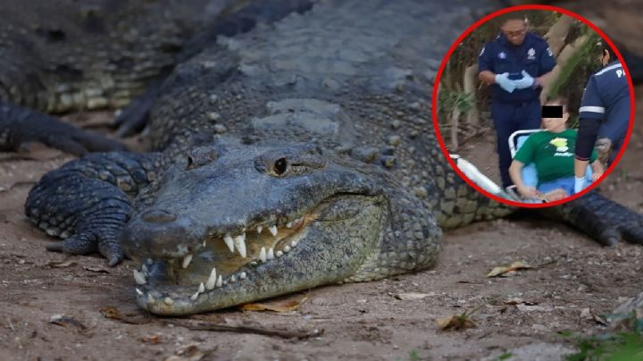 Cocodrilo ataca a turista chilango en Yucatán; bajó a nadar y ahora está grave