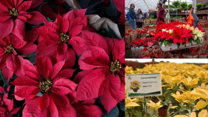 Para que rinda el aguinaldo: Aquí podrás comprar flor de nochebuena a bajo costo