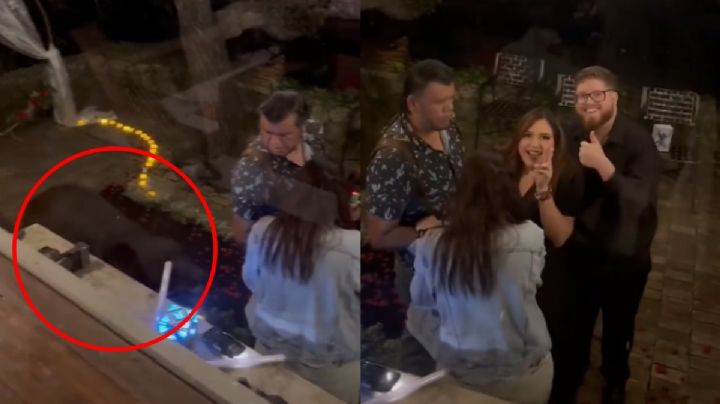 VIDEO: Oso interrumpe pedida de mano; pareja “hizo el oso”