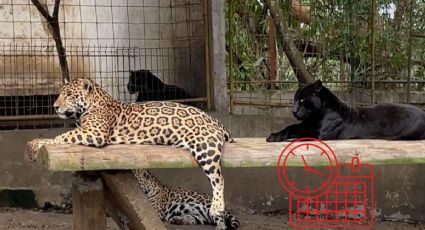 ¿Qué animales habitan en el Parque Ecologico de Tihuatlán, a 10 minutos de Poza Rica?